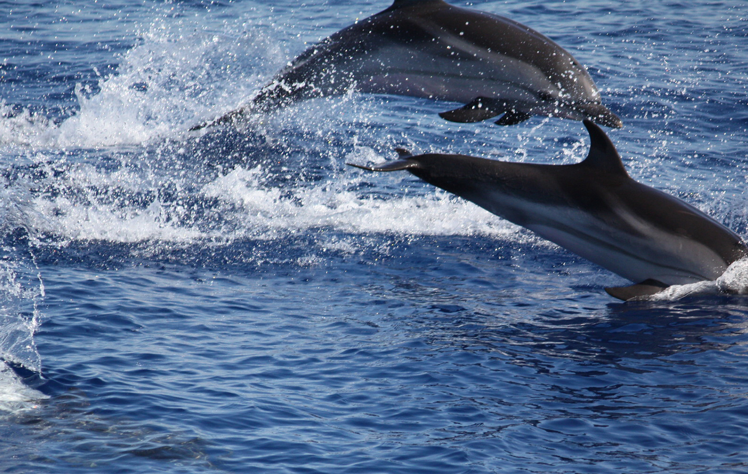 Swimming With Dolphins At Kizimkazi